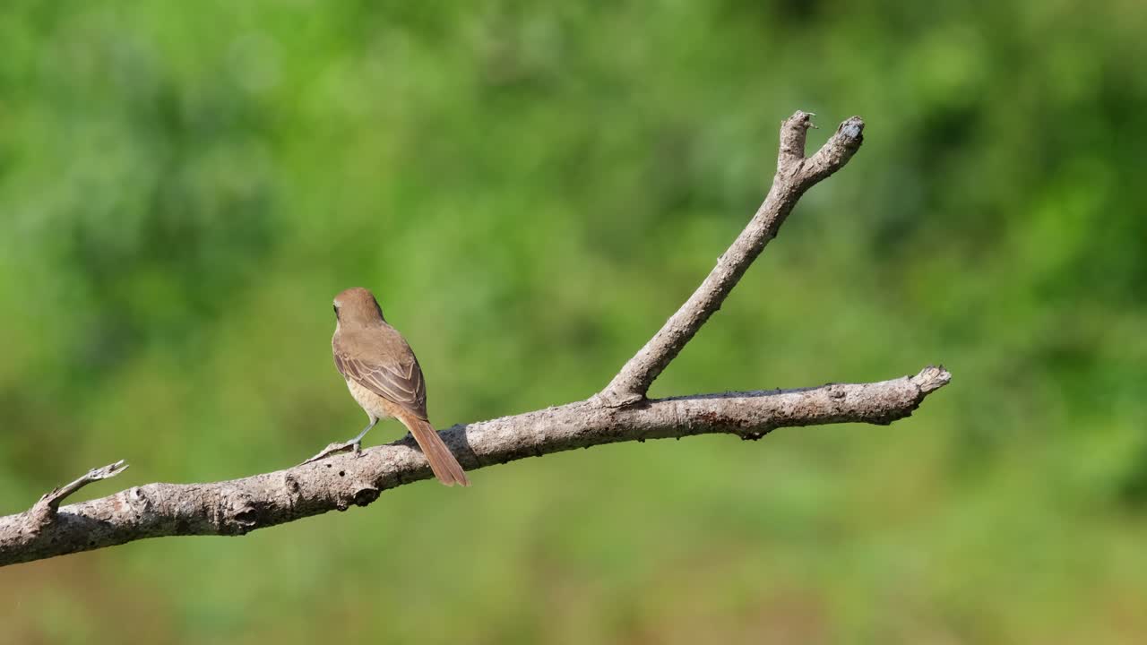 видна со спины, виляет хвостом и смотрит влево, борясь с послеполуденным ветром