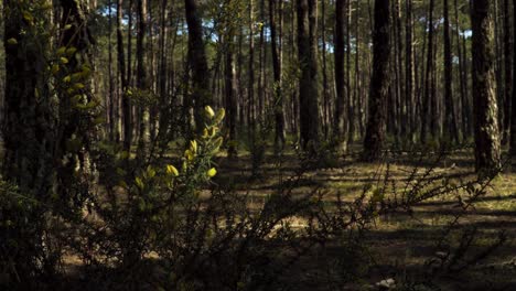 4k-Blühender-Zweig-Von-Ulex-Europaeus,-Allgemein-Bekannt-Als-Ginster-Oder-Tojo-Mit-Einem-Kiefernwald-Im-Hintergrund