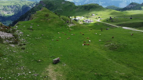 aerial shot of a peaceful mountain meadow with cows grazing