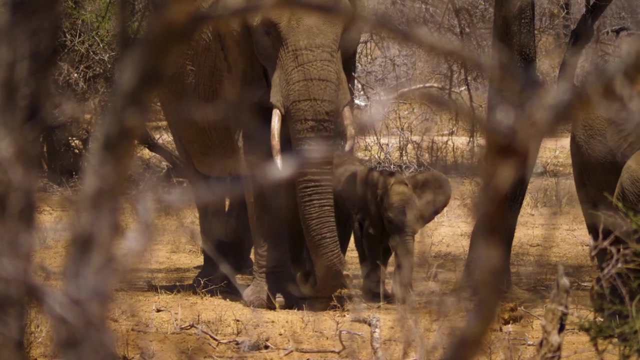 View through branches of an African elephant herd with a small baby calf walking through dry bushveld in the savannah.