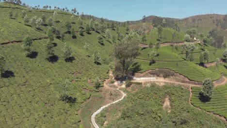 Dirt-trails-crossing-the-Tea-gardens-on-steep-slope-on-Munnar-Hills,-in-India---Aerial-Low-angle-Panoramic-Orbit