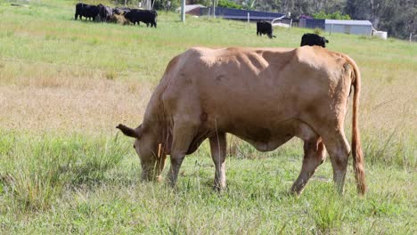 a cow moves and grazes in a sunny field