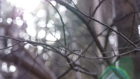 Detail-of-a-sad-burnet-downd-forest-brunch-in-summer-sun-with-flare