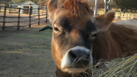 Handheld-Close-Up,-Cow-Chews-on-Hay-at-the-Johannesburg-Zoo-in-South-Africa