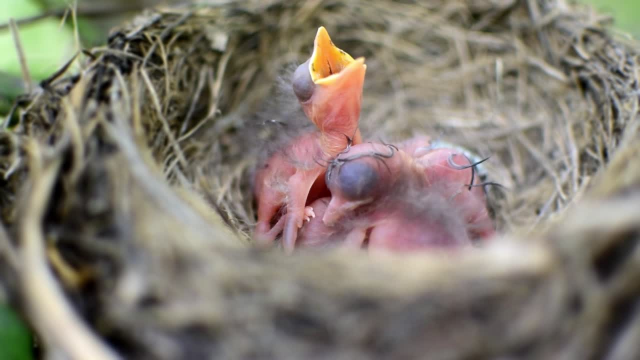 Three newborn birds in a nest calling for their mother