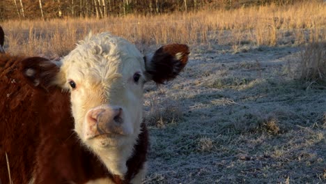 close up face of brown and white miniature hereford calf looking at camera, outdoors