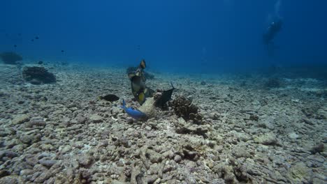 colorful titan trigger fish turning around a big rock to feed on a tropical coral reef in clear water of the pacific ocean