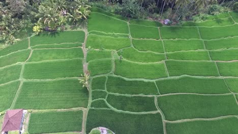 aerial shots of rice paddies. jati luwih-2