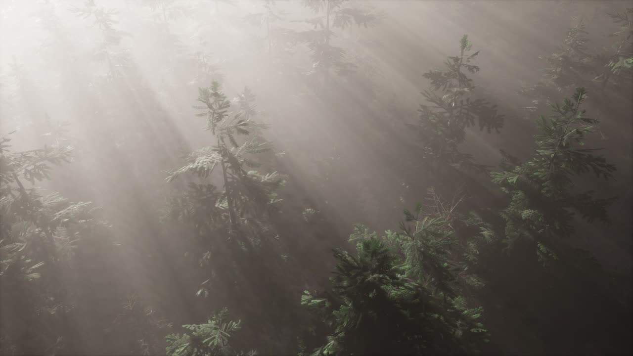 안개와 함께 숲에서 공중  ⁇ 빛