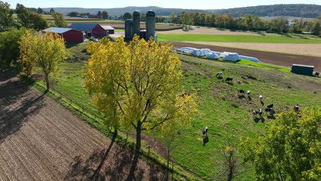 Holstein-cows-in-green-meadow-pasture-in-autumn