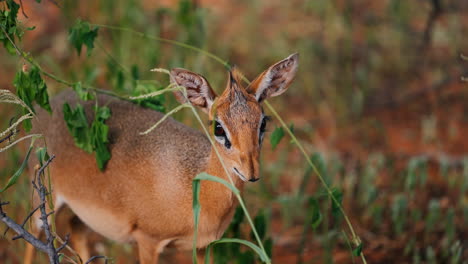 young klipspringer in its natural habitat