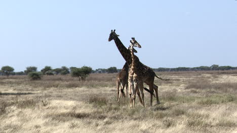 giraffe  male following and keeping close to female