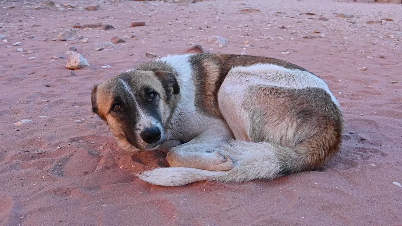perro mestizo acostado en el desierto