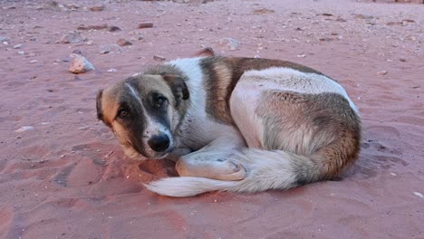 mongrel dog lying in the desert