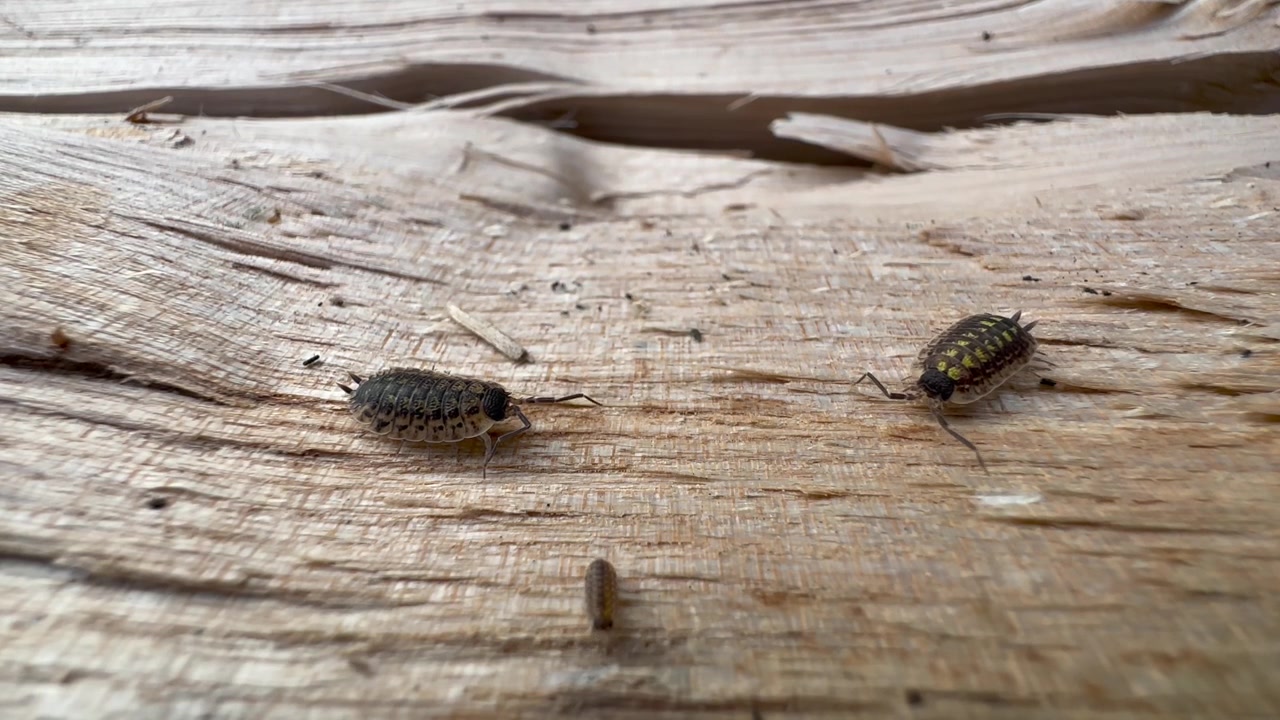 Two full-grown and one juvenile Common woodlouse (Oniscus asellus), also known as woodlice, are moving on the surface of the ash wood.