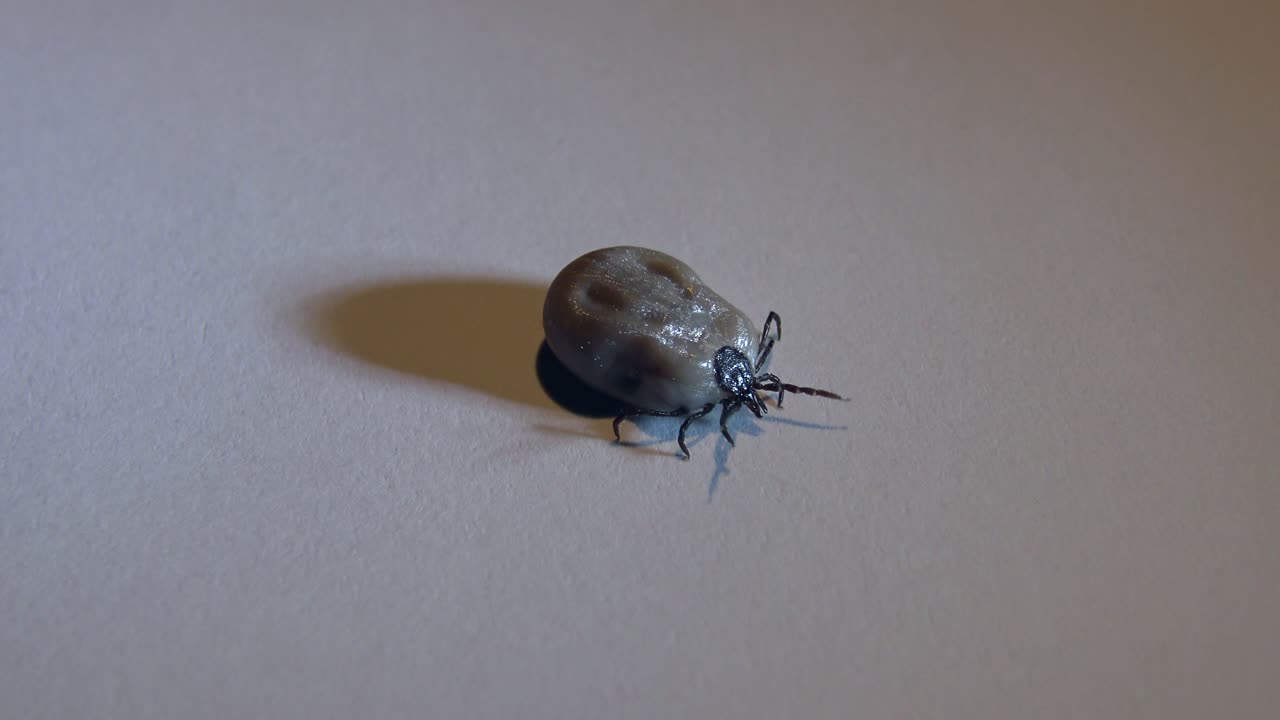 una garrapata que ha sido removida de un perro camina, llena de sangre