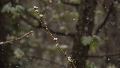 ramita de un cerezo en ciernes mientras nieva en marzo - cámara lenta de 180fps