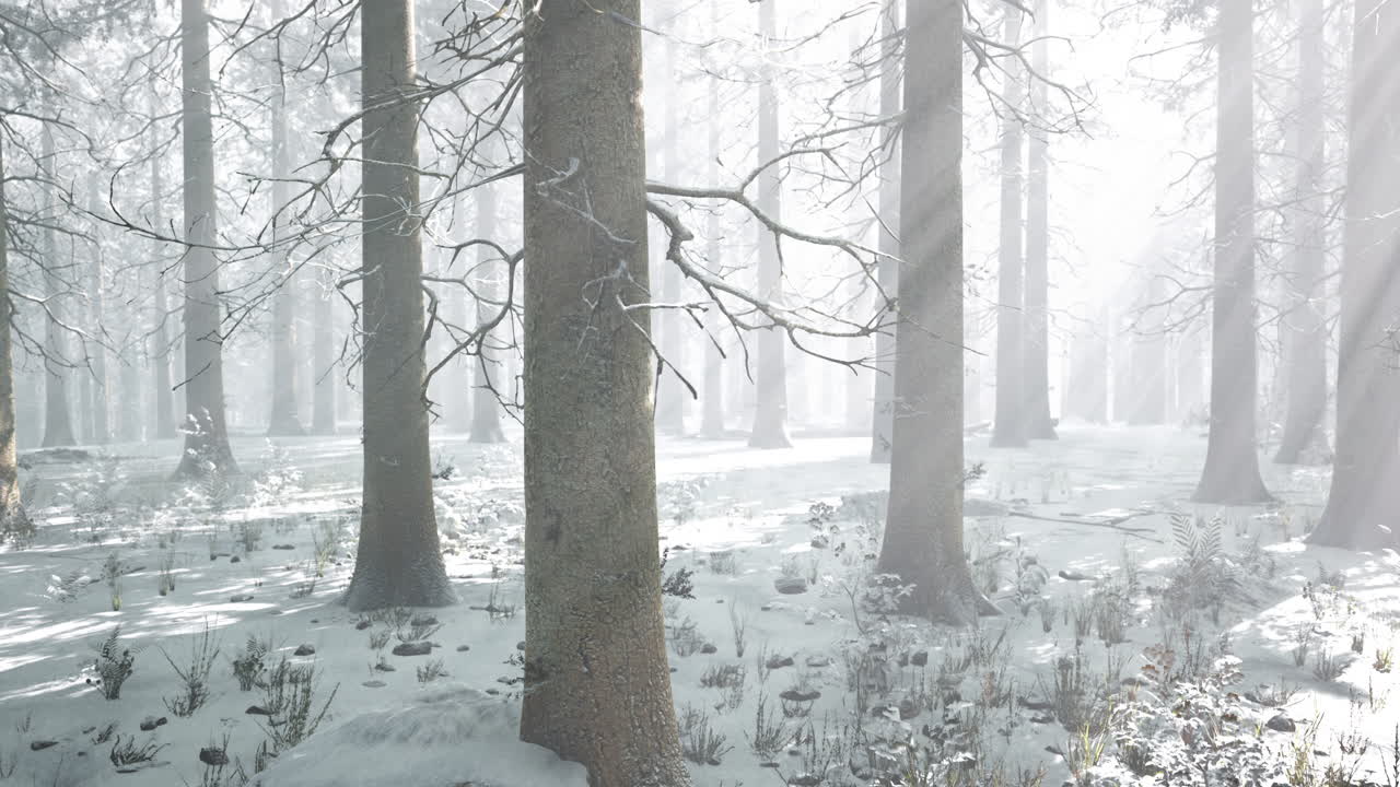 안개가 있는 겨울 숲의 나무들 얼음과 안개가 있는