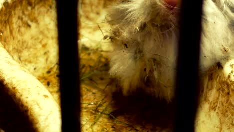 long-haired rabbit drinks water in the barn