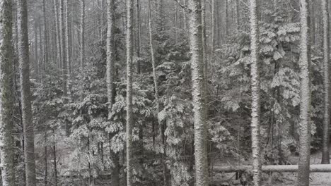 slow tracking slider shot through dense snow covered forestry in winter