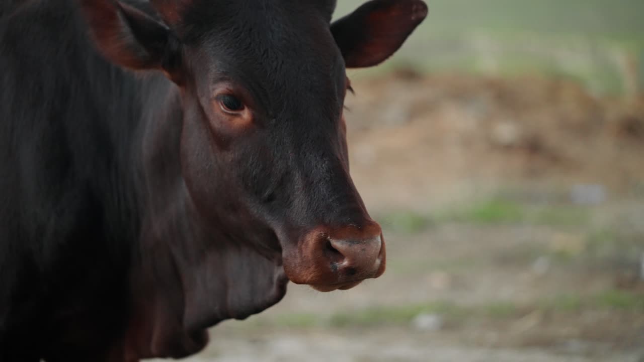 primer plano de la cabeza de una vaca marrón