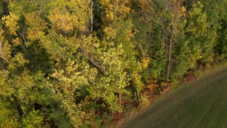 autumn leaves gently blowing in the wind early in the season