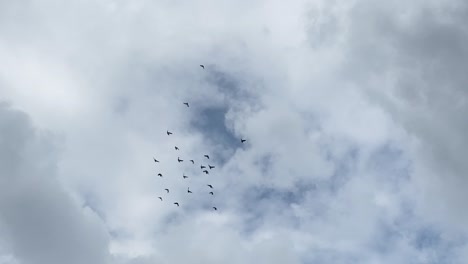 Silhouettes-of-migrating-birds-against-gloomy-overcast-cloudy-day,-tracking-shot