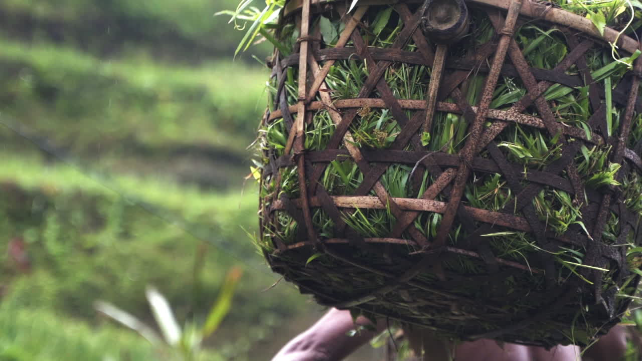 Contadino di risaia a Bali che trasporta un cesto di riso raccolto.