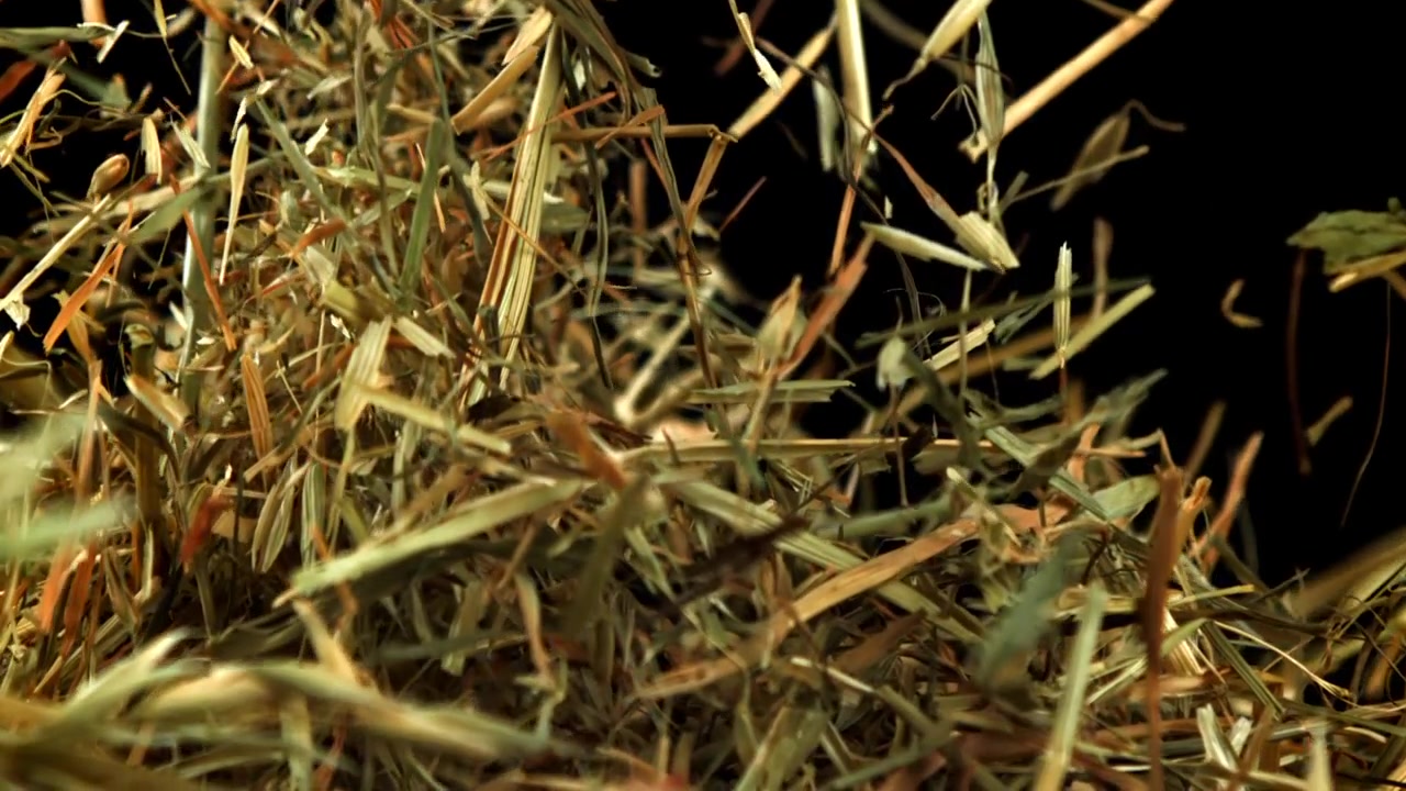 Dry Hay Falling and Floating in Slow Motion on Black Background