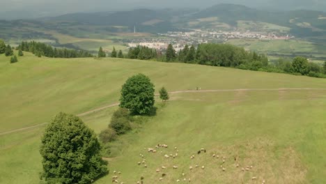 Aerial-orbit-view-of-hundreds-of-white-and-brown-sheep-grazing-on-a-meadow-with-beautiful-mountain-scenery-in-the-background