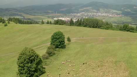 Luftaufnahme-Aus-Der-Umlaufbahn-Von-Hunderten-Von-Weißen-Und-Braunen-Schafen,-Die-Auf-Einer-Wiese-Mit-Einer-Wunderschönen-Berglandschaft-Im-Hintergrund-Grasen