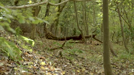 Ruhige-Herbstszene-Mit-Der-Sonne,-Die-über-Den-Boden-Scheint-Und-Durch-Die-Staubpartikel-Schweben