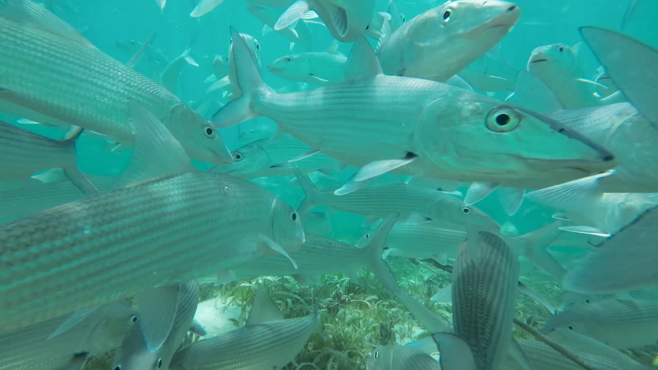 Underwater View of a Large School of Bonefish Among Seagrass