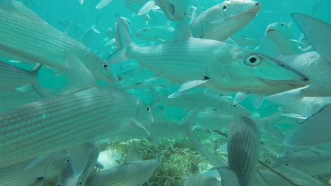 underwater view of a large school of bonefish among seagrass