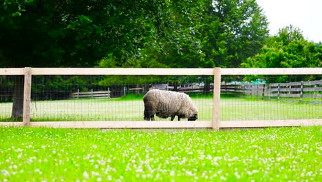 Statische-Aufnahme-Von-Einsamen-Schafen,-Die-Auf-Einer-Eingezäunten-Grünen-Weide-Grasen,-Tschechien