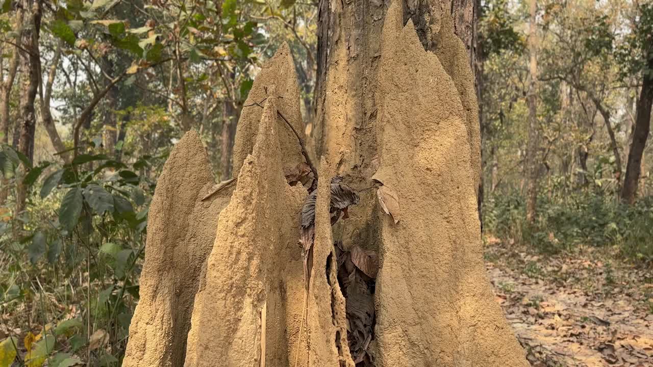 Tilting down shot revealing a large termite mound in a natural forest setting.