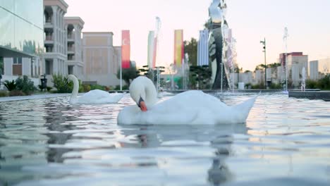 cisne limpiando el plumaje en un jardín de la compañía en una fuente