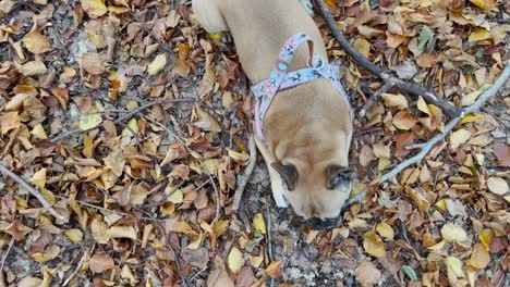 overhead shot of a frenchie dog feeding on fallen leaves and woods in the forest during autumn