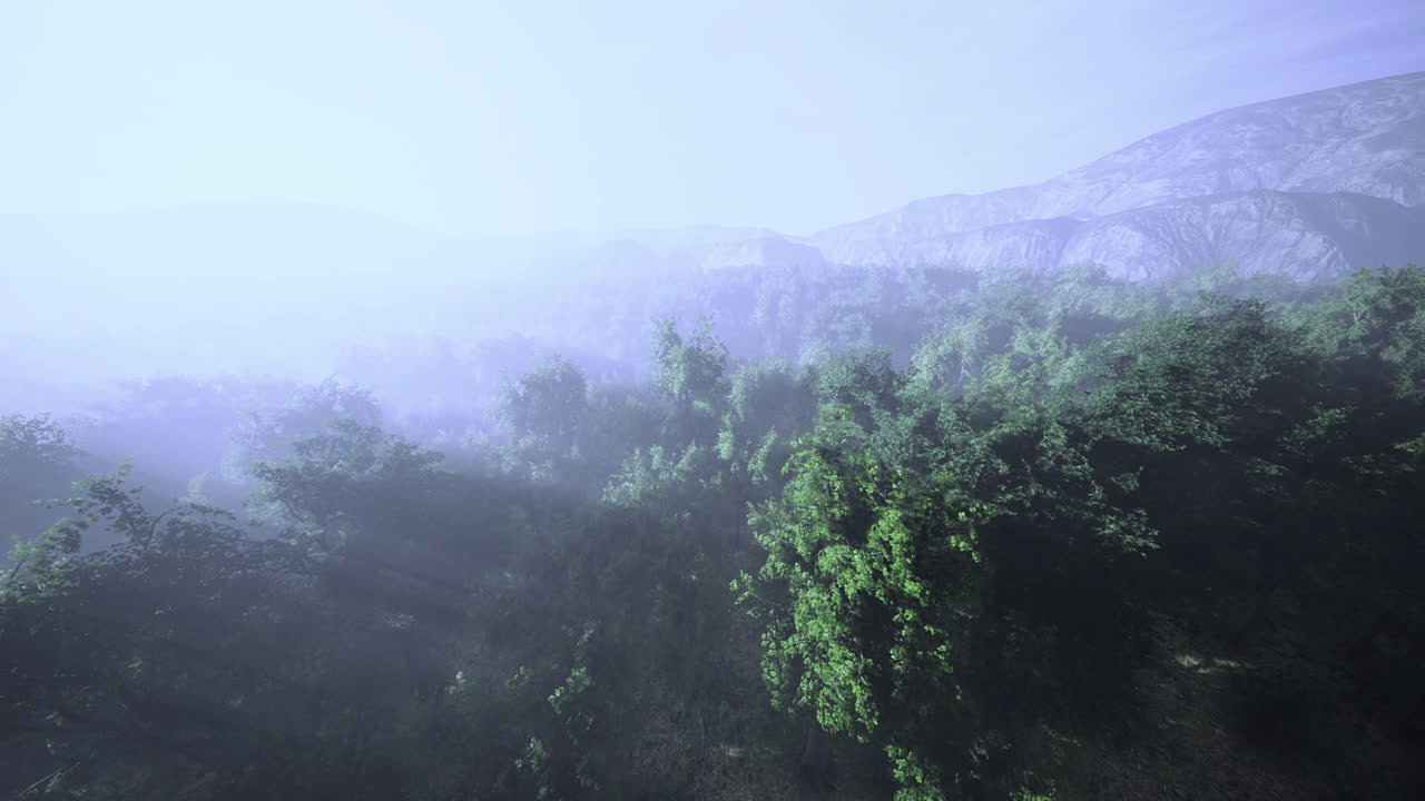 Misty morning in the forest reveals natures tranquility and allure