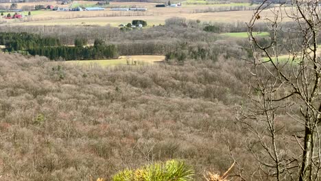 Hawk-flying-above-trees-on-sunny-day