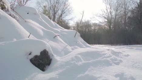 snowy landscape in forest