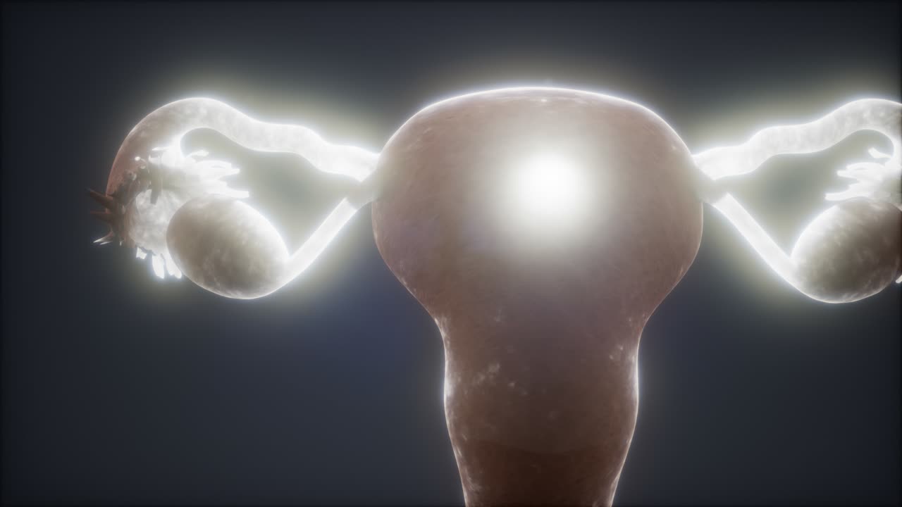 anatomía del sistema reproductivo femenino