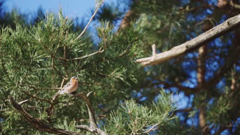 common chaffinch bird perched on branch with wind moving branches