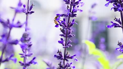 las abejas interactúan con las flores de la salvia farinacea