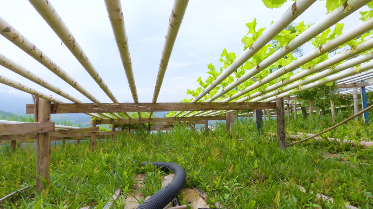 야채와 천연 유기농 식물을 재배하는 스마트 시스템