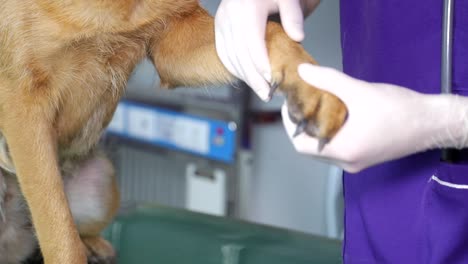 dog paw examination by veterinarian