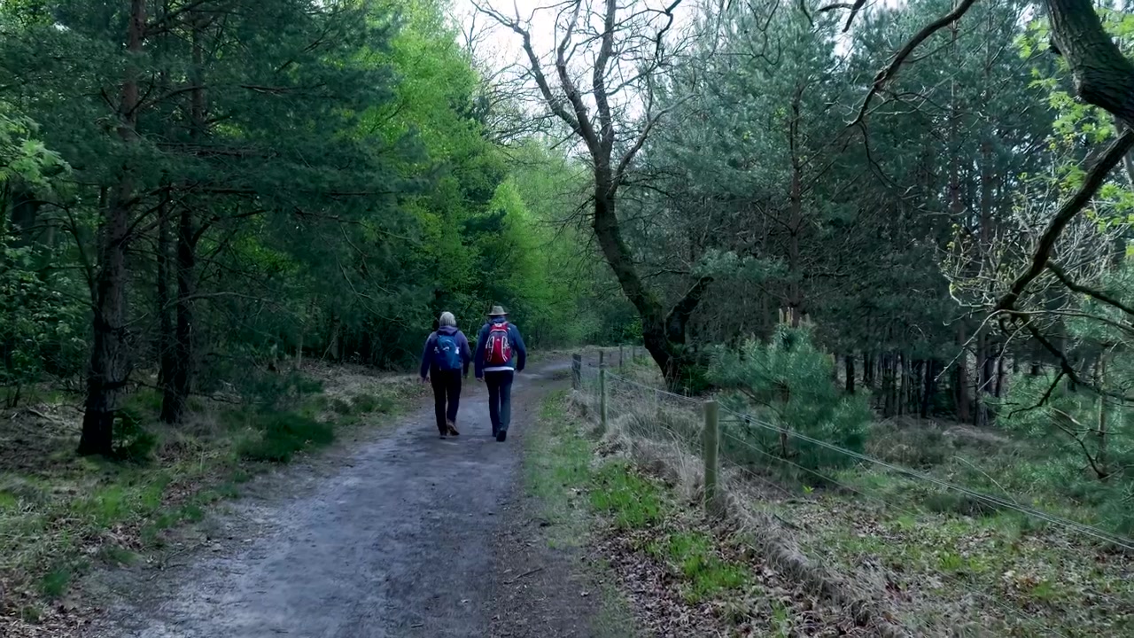 Couple Hiking on a Forest Trail