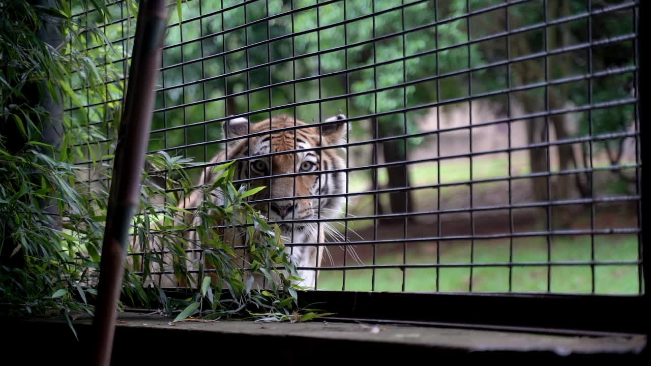 tigre mirando a la cámara a través de la cerca en el zoológico, toma panorámica de plano medio