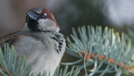 closeup: adorable male sparrow vocalizes from branch of spruce tree