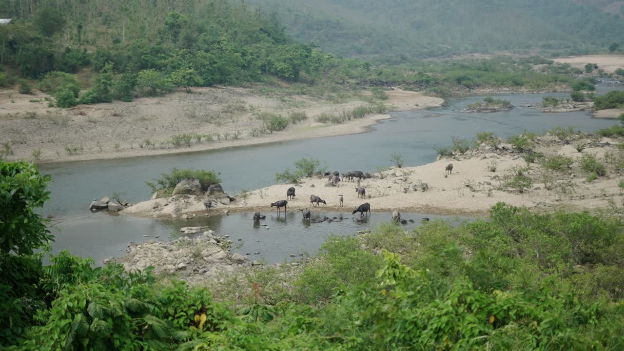 Water Buffalo by a River in a Rural Asian Landscape
